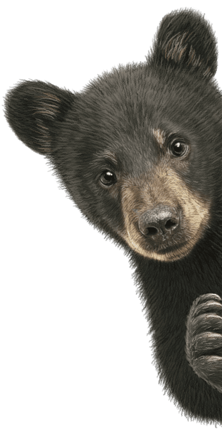 Baby Bear Peeking